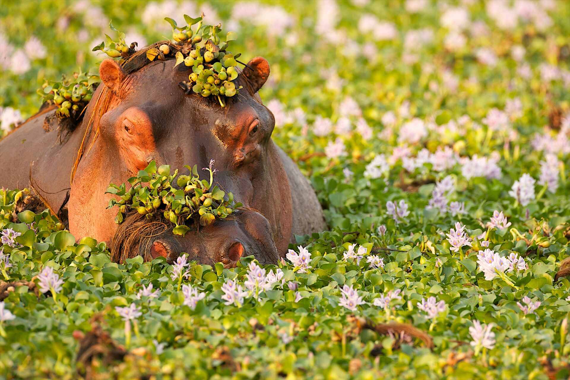 Hippo Covered In Plants In Waterhole