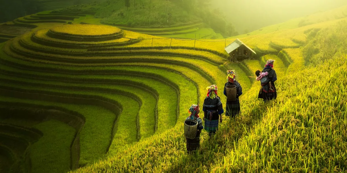 Farmers walking through rice fields