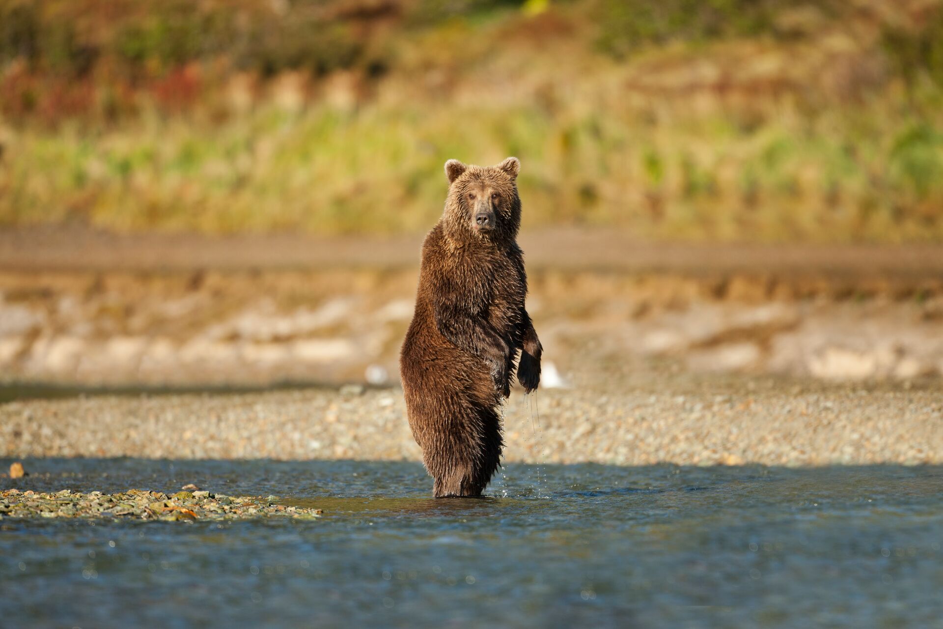 Bear standing up on the coast