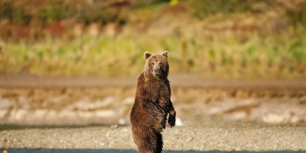 Bear standing up on the coast