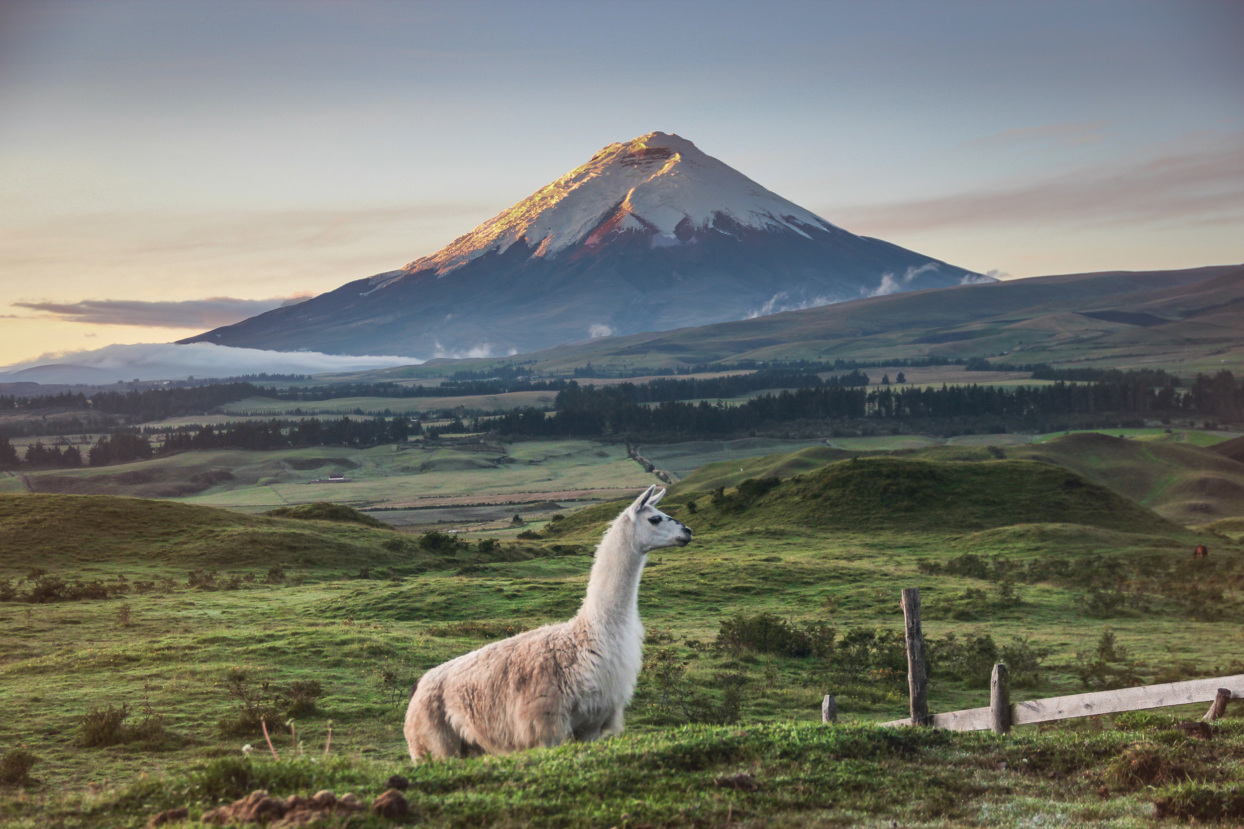 A llama in a field with a mountain in the background