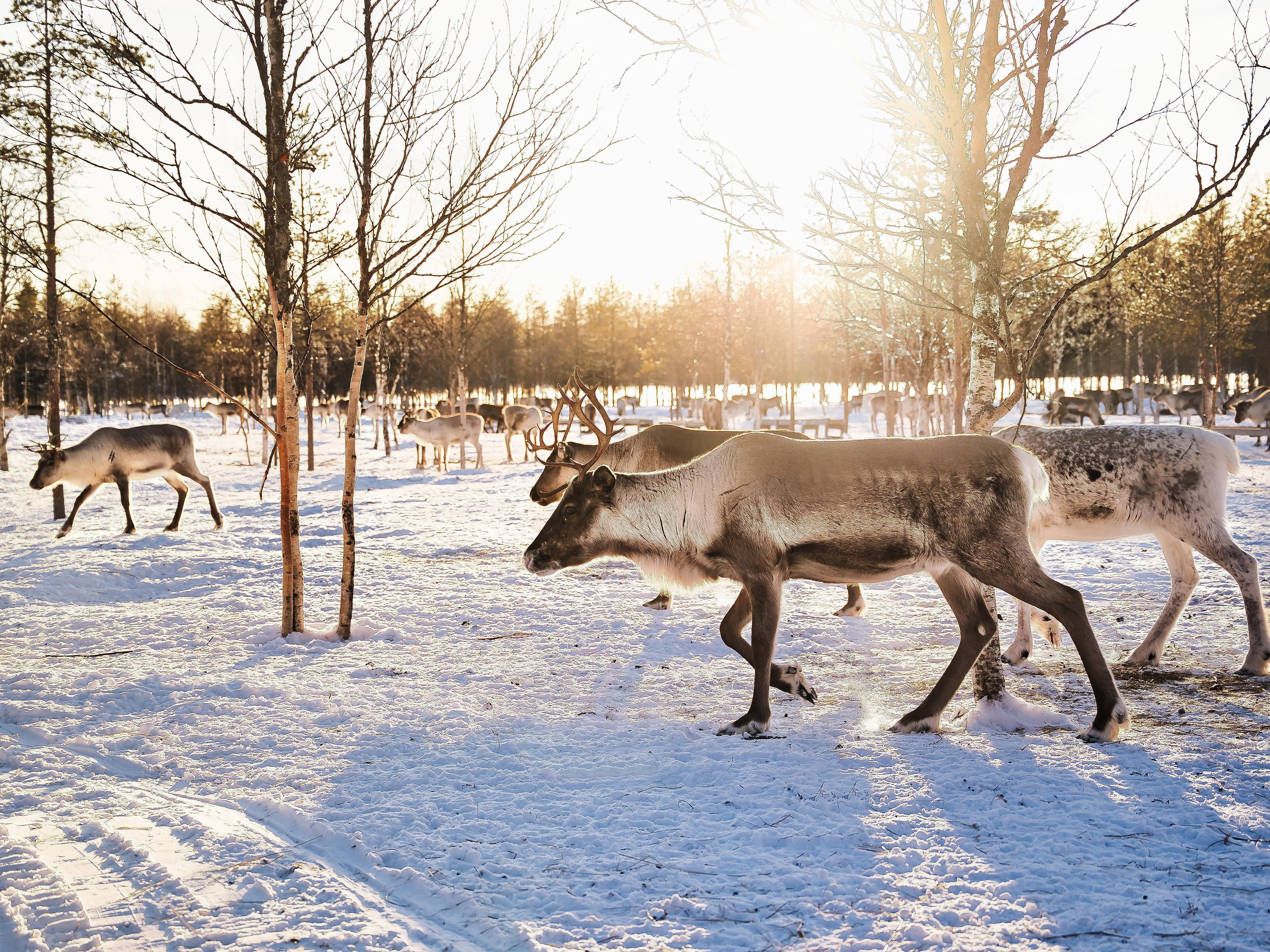 A herd of deer walking across a snow covered field