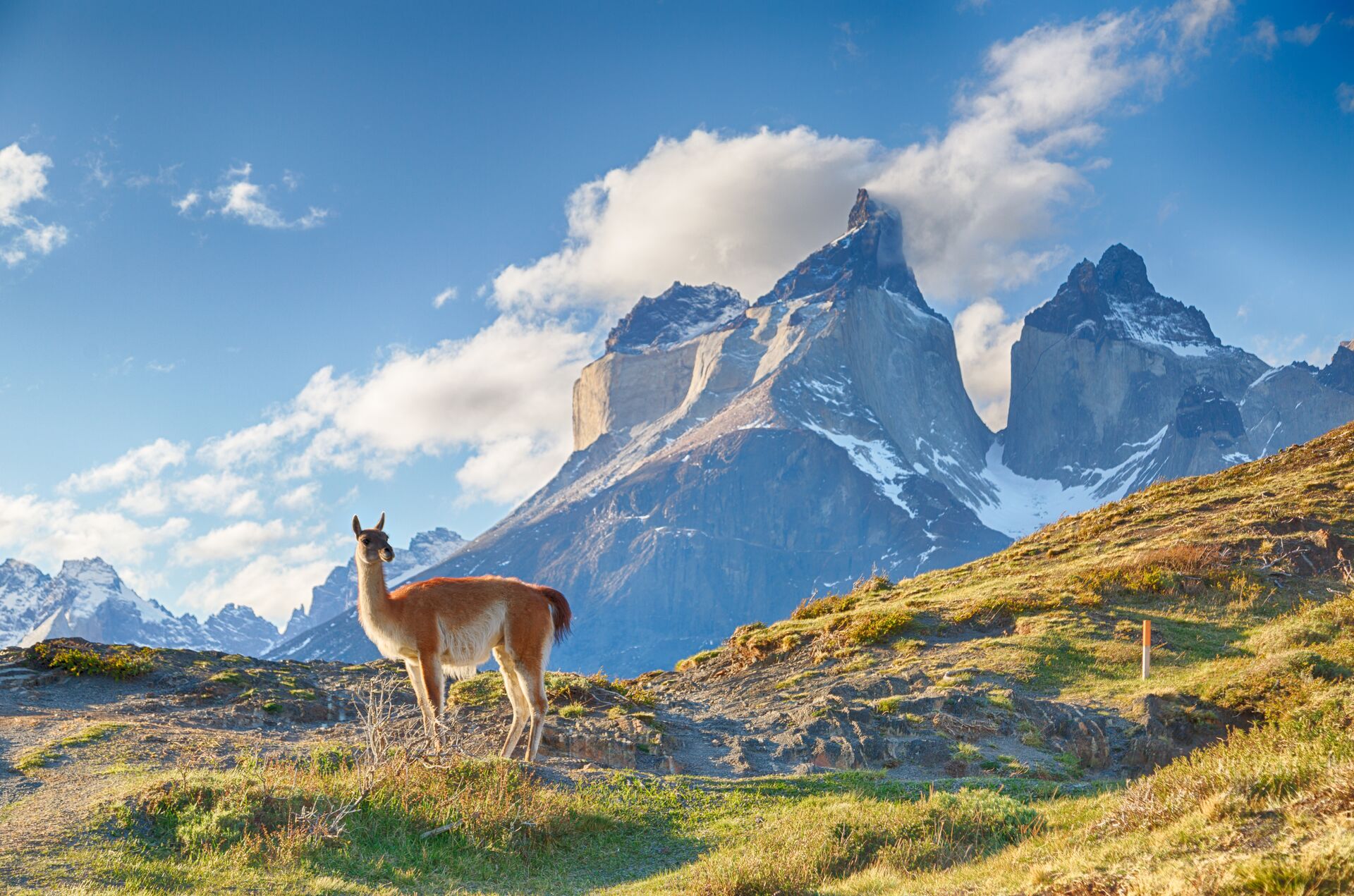 Guanaco standing in front of a mountain