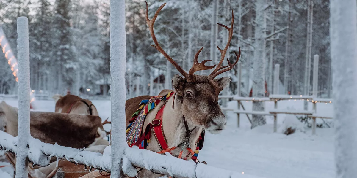 Reindeer