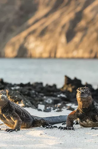two marine iguanas on a beach