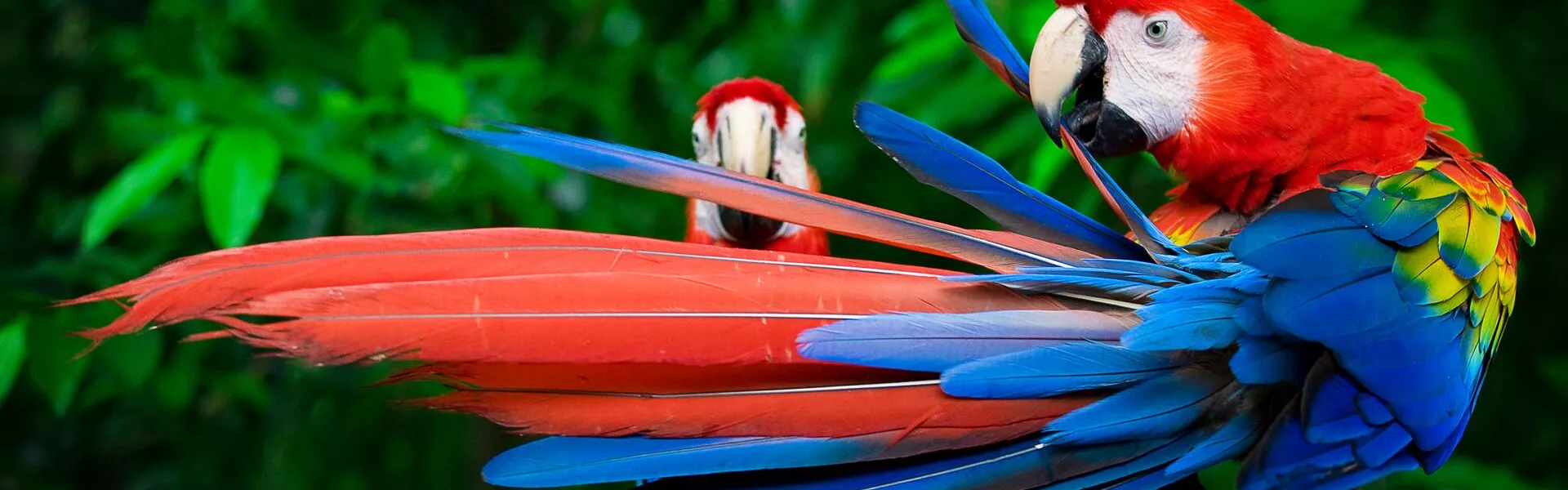 Scarlet Macaws Perched With A Wing Outstretched