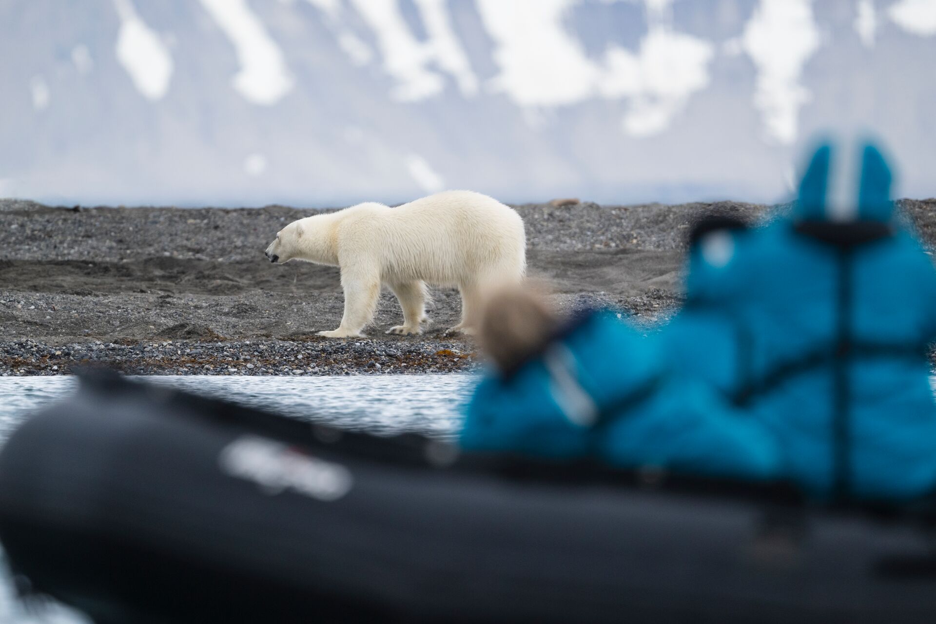 People Viewing Polar Bear From A Zodiac