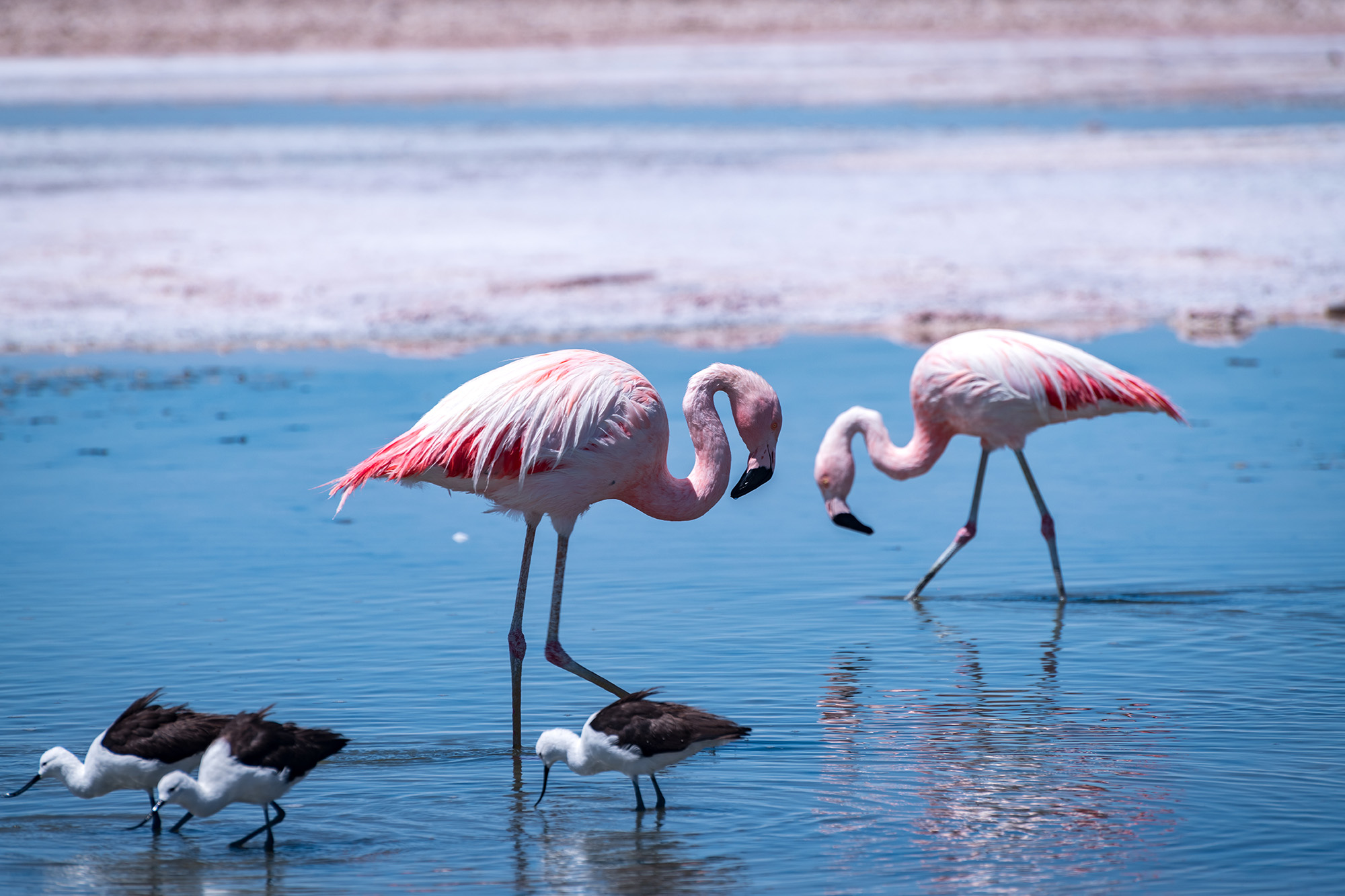 Flamingos in Atacama 