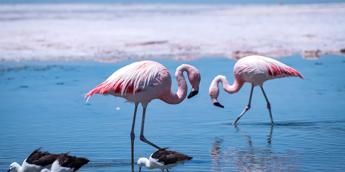 Flamingos in Atacama