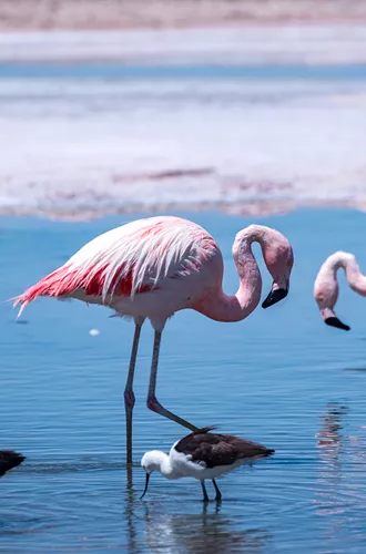 Flamingos in Atacama