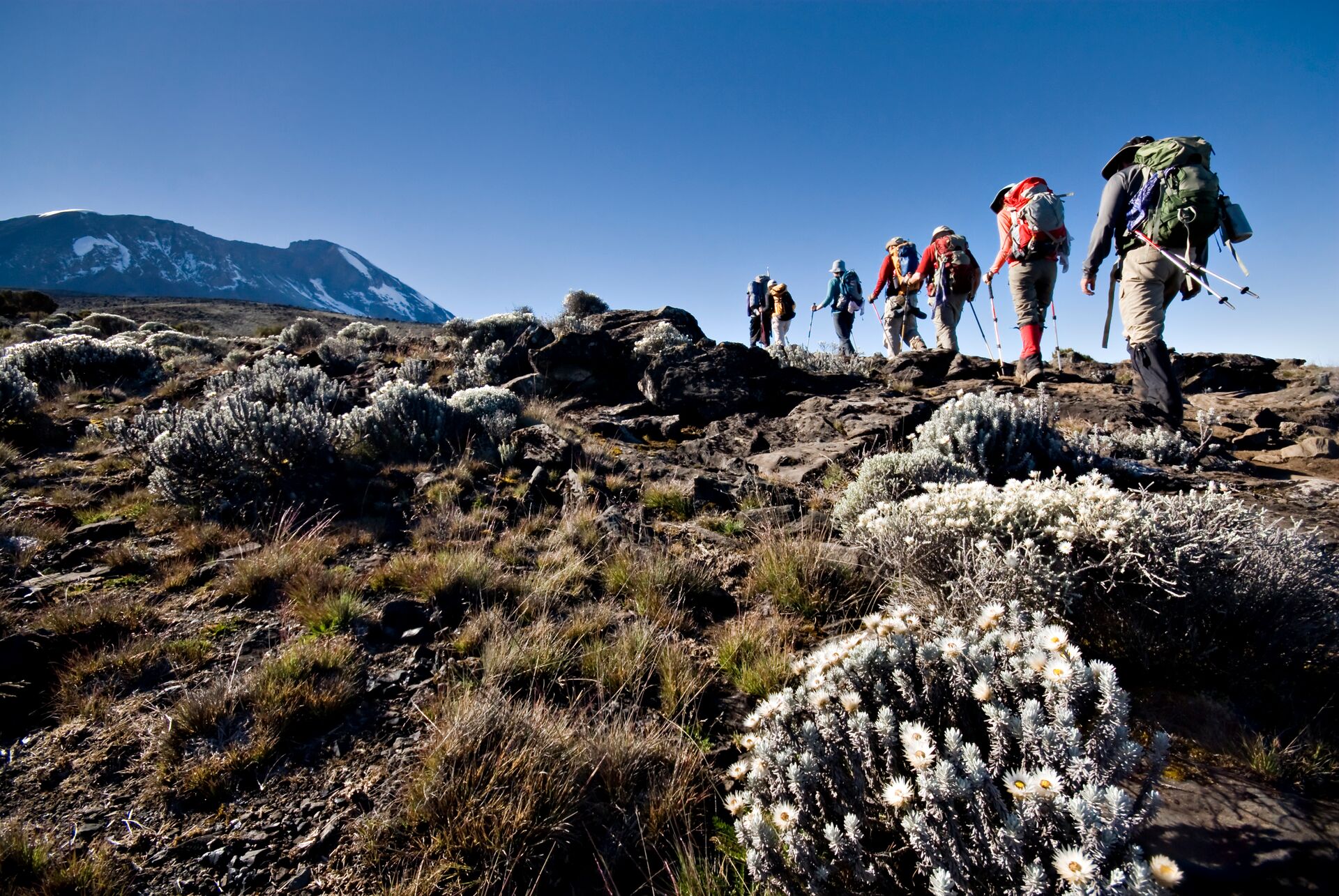 Hikers Trek Towards Mt Kilimanjaro Mid Morning As The Peak Lurks In The Distance