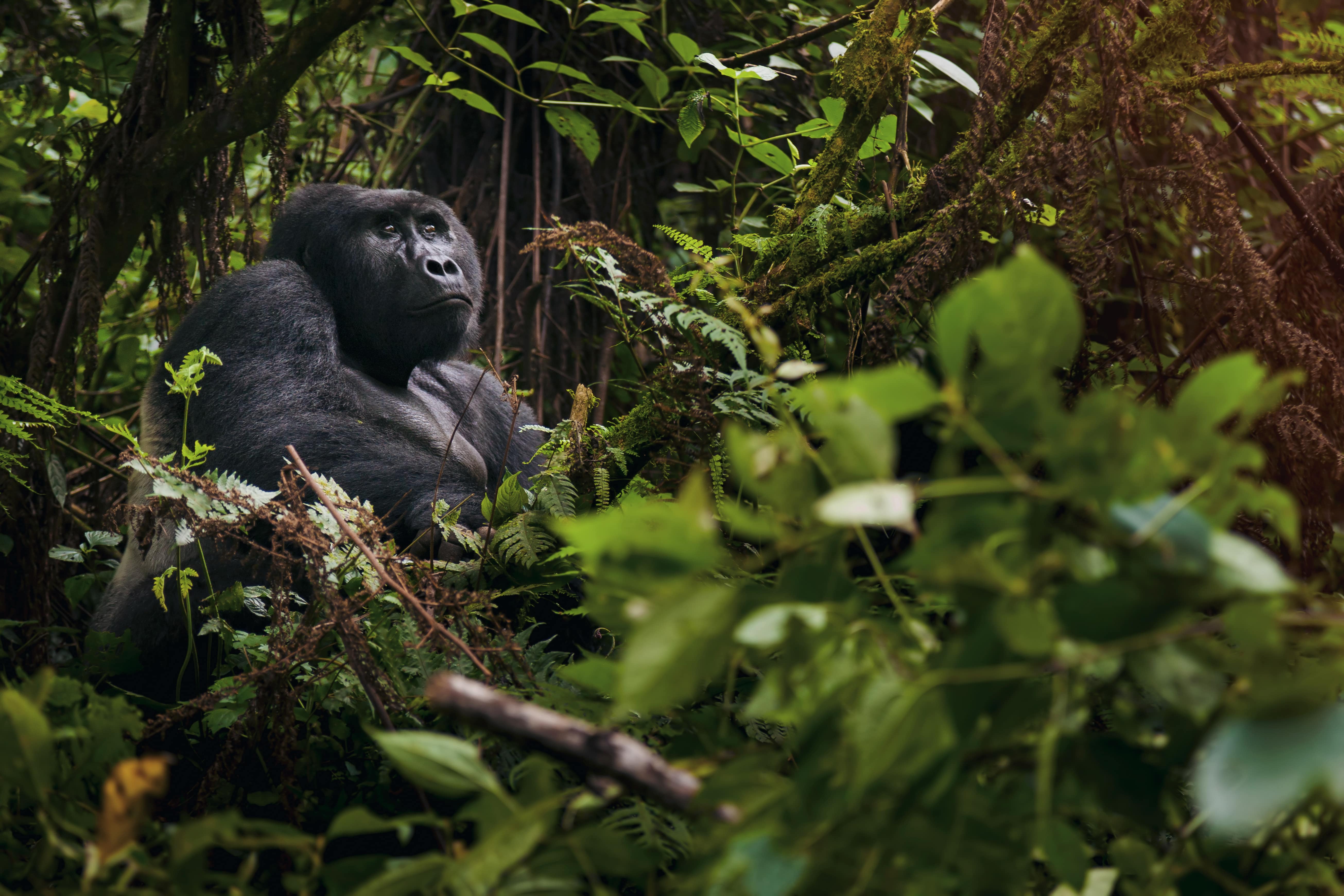 A gorilla sitting in the middle of a lush green forest in Rwanda