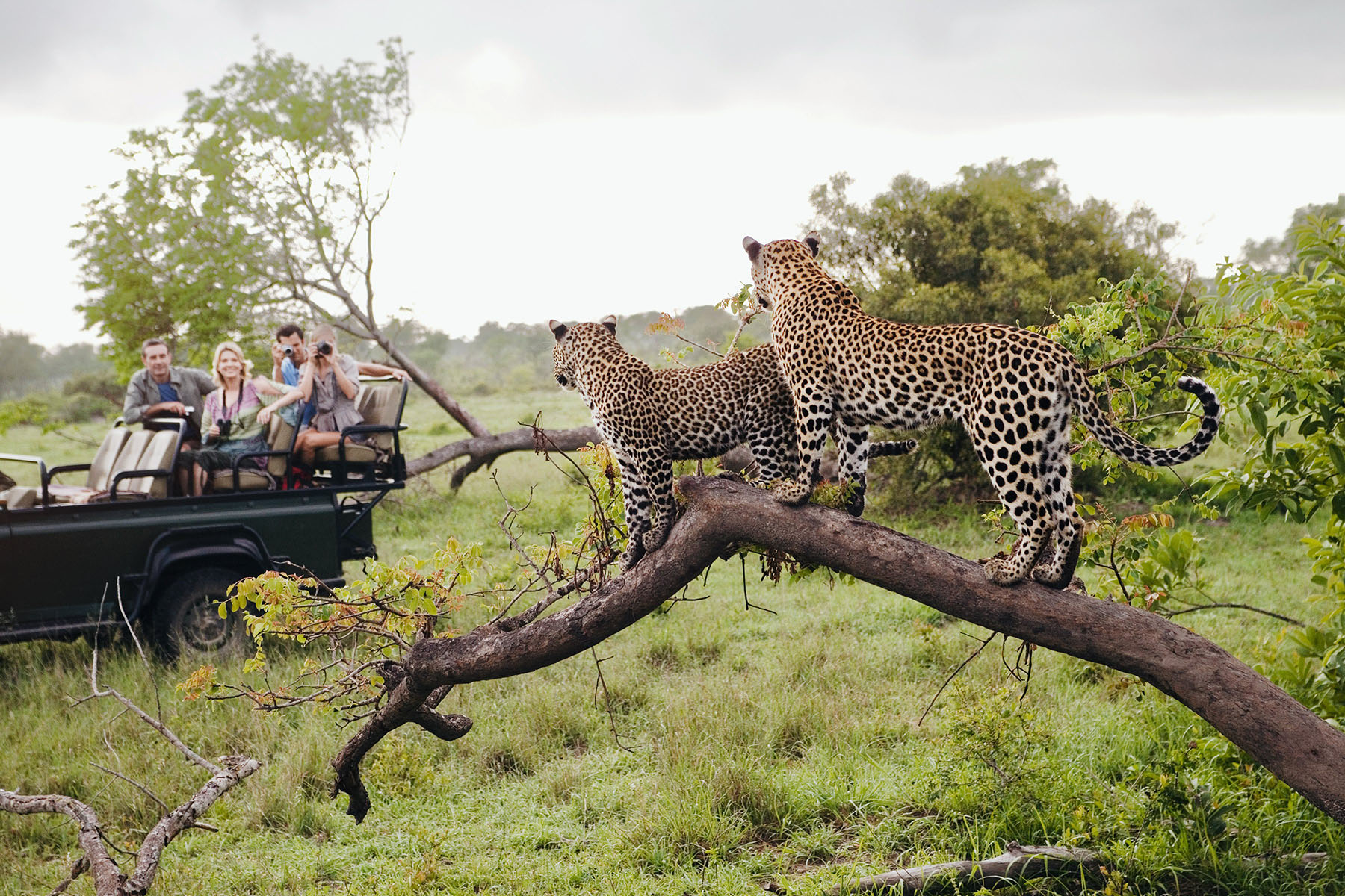 Leopards in front of a safari vehicle