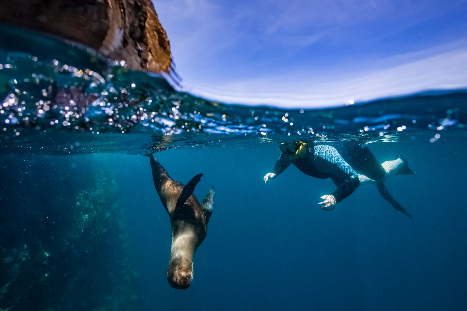 Sea Lion Swimming At Guy Fawkes Islets