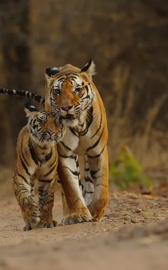 two tigers walking