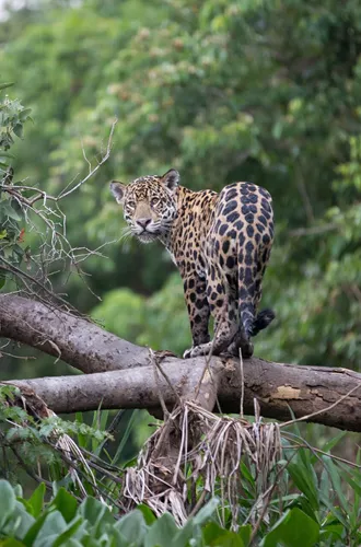 Jaguar on a branch looking back