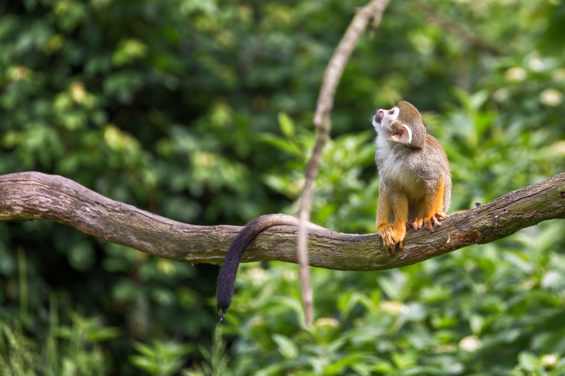 Squirrel monkey Sitting On A Tree Branch