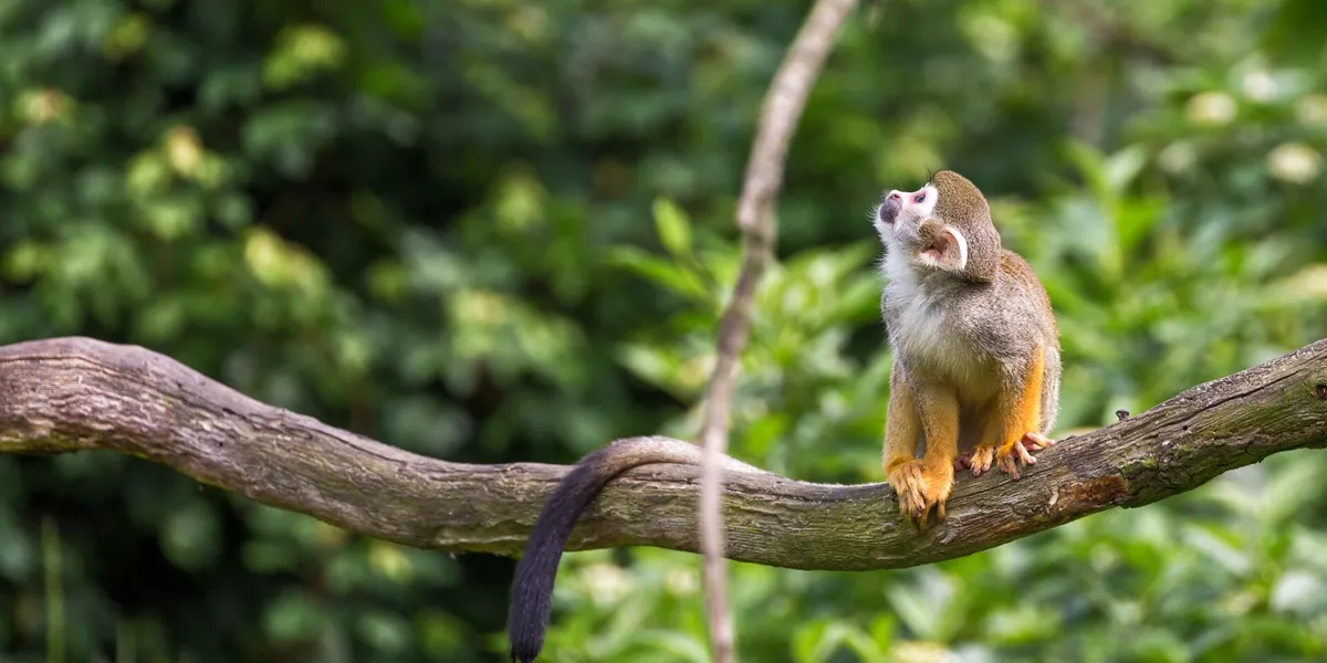 Squirrel monkey Sitting On A Tree Branch