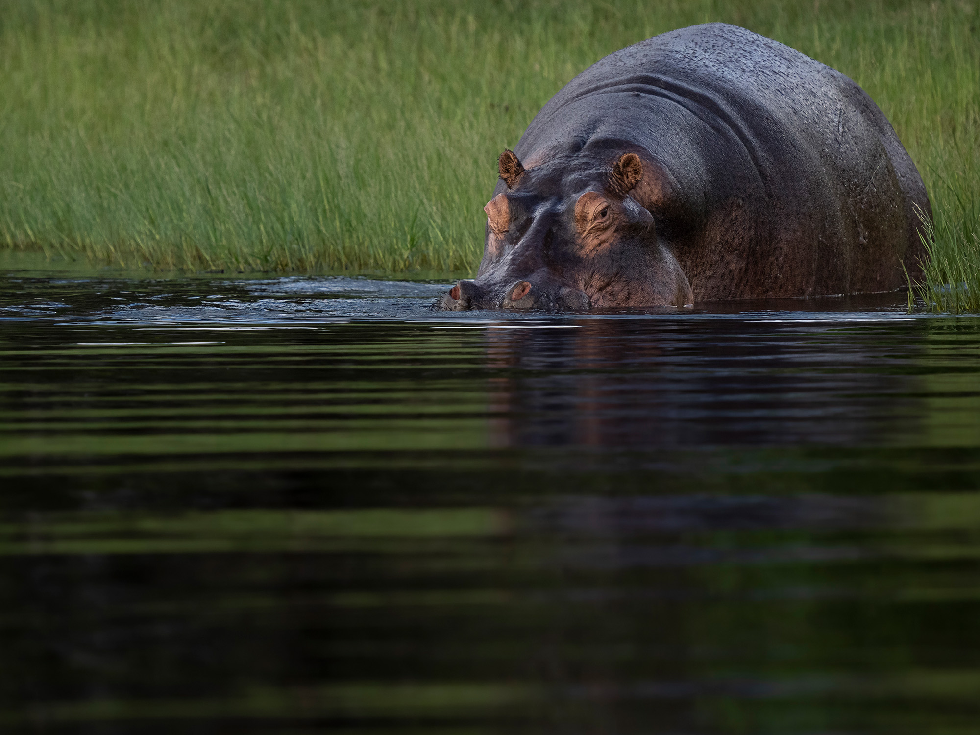Botswana Chobe Rive Hippo (1)