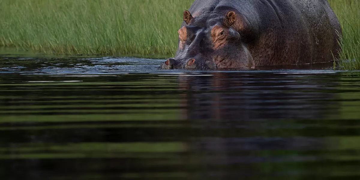 Botswana Chobe Rive Hippo (1)