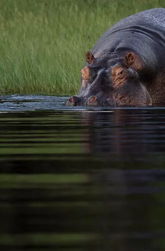 Botswana Chobe Rive Hippo (1)