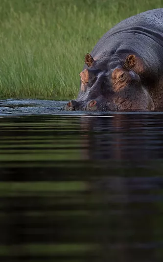 Botswana Chobe Rive Hippo (1)