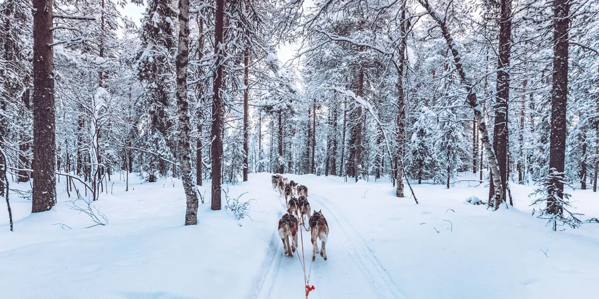 Finland Lapland Dog Sledding