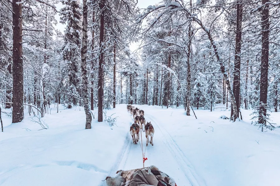 Finland Lapland Dog Sledding