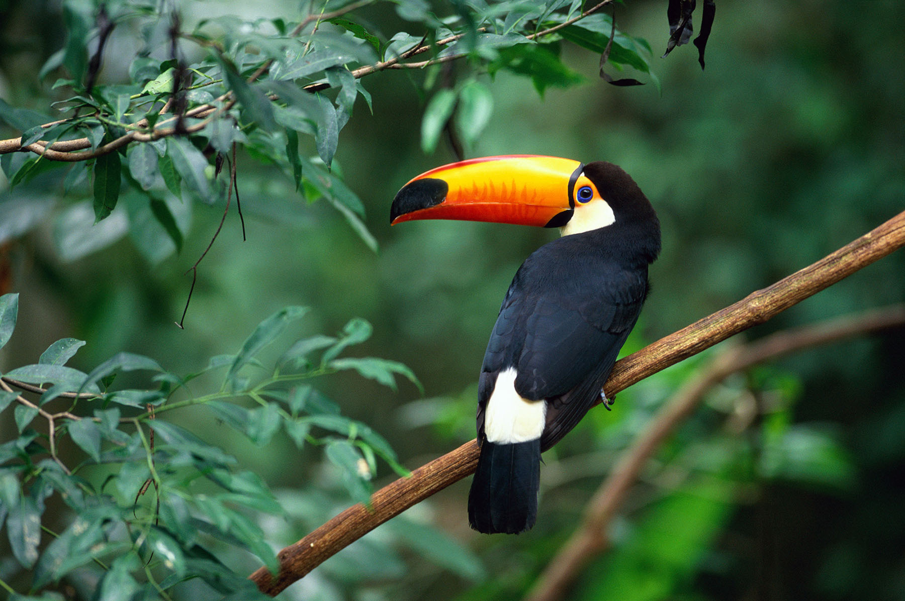 Toucan
