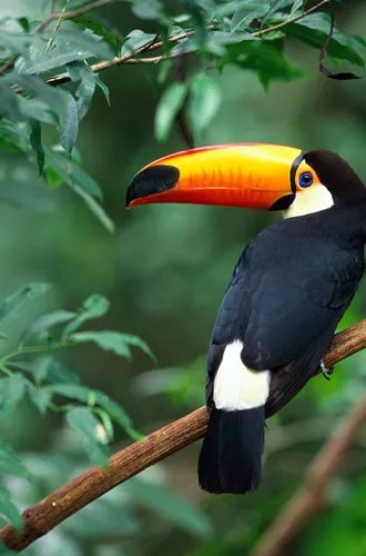 Toucan