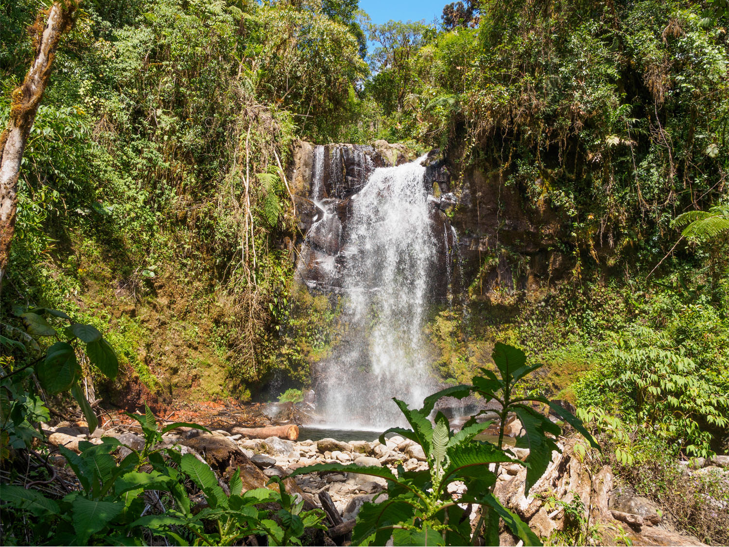 Waterfall among forest