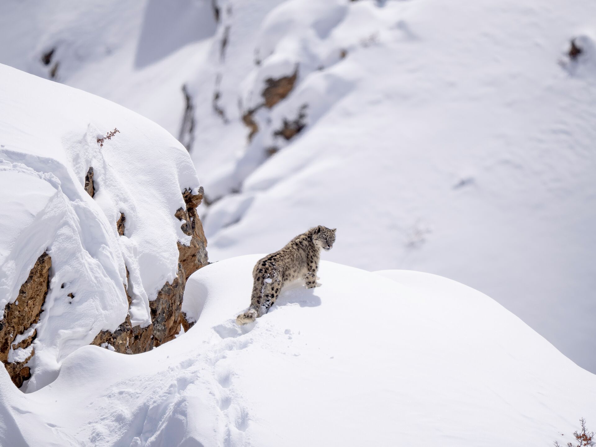 Snow Leopard on snowy hill