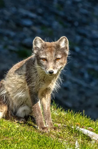 Arctic Fox