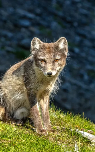 Arctic Fox