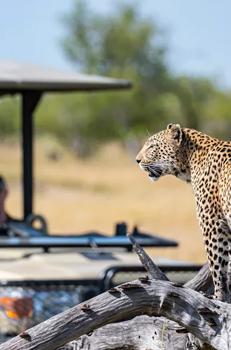 Leopard with safari vehicle