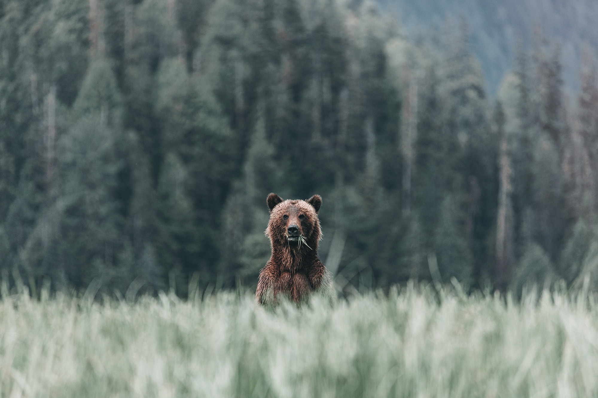 Bear peaking out over Grass in a forest
