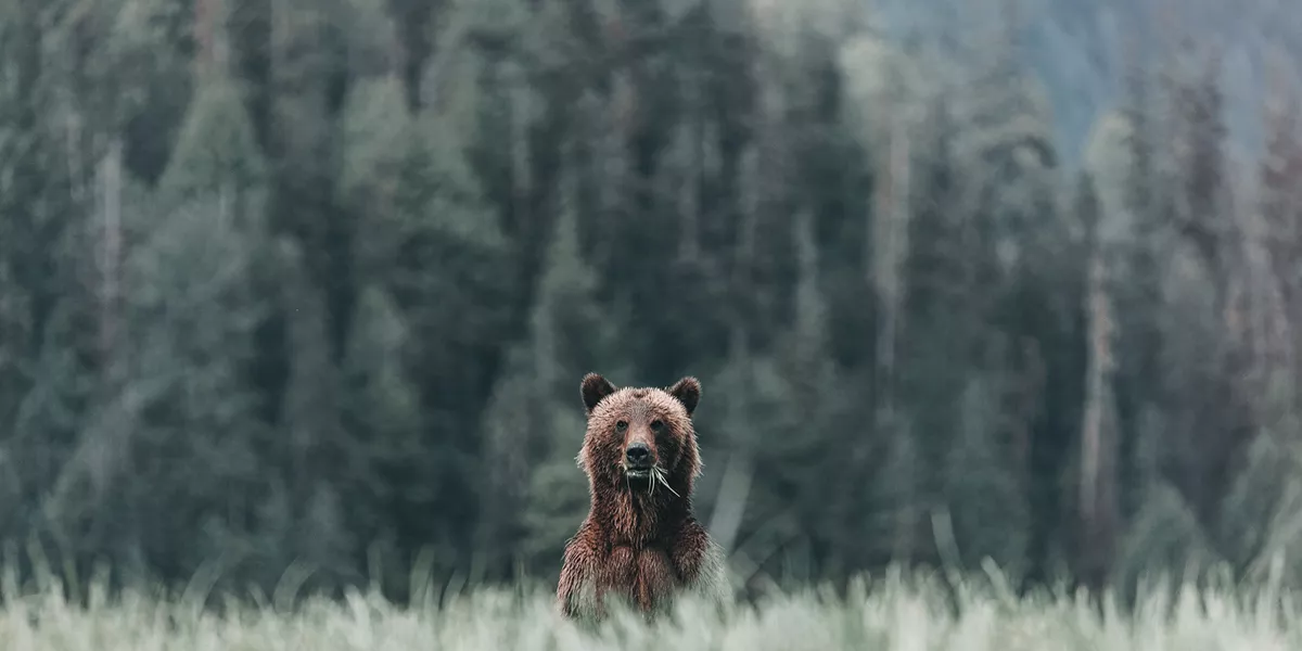 Bear peaking out over Grass in a forest