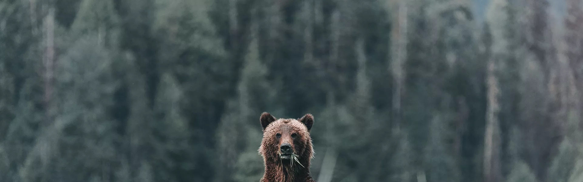 Bear peaking out over Grass in a forest