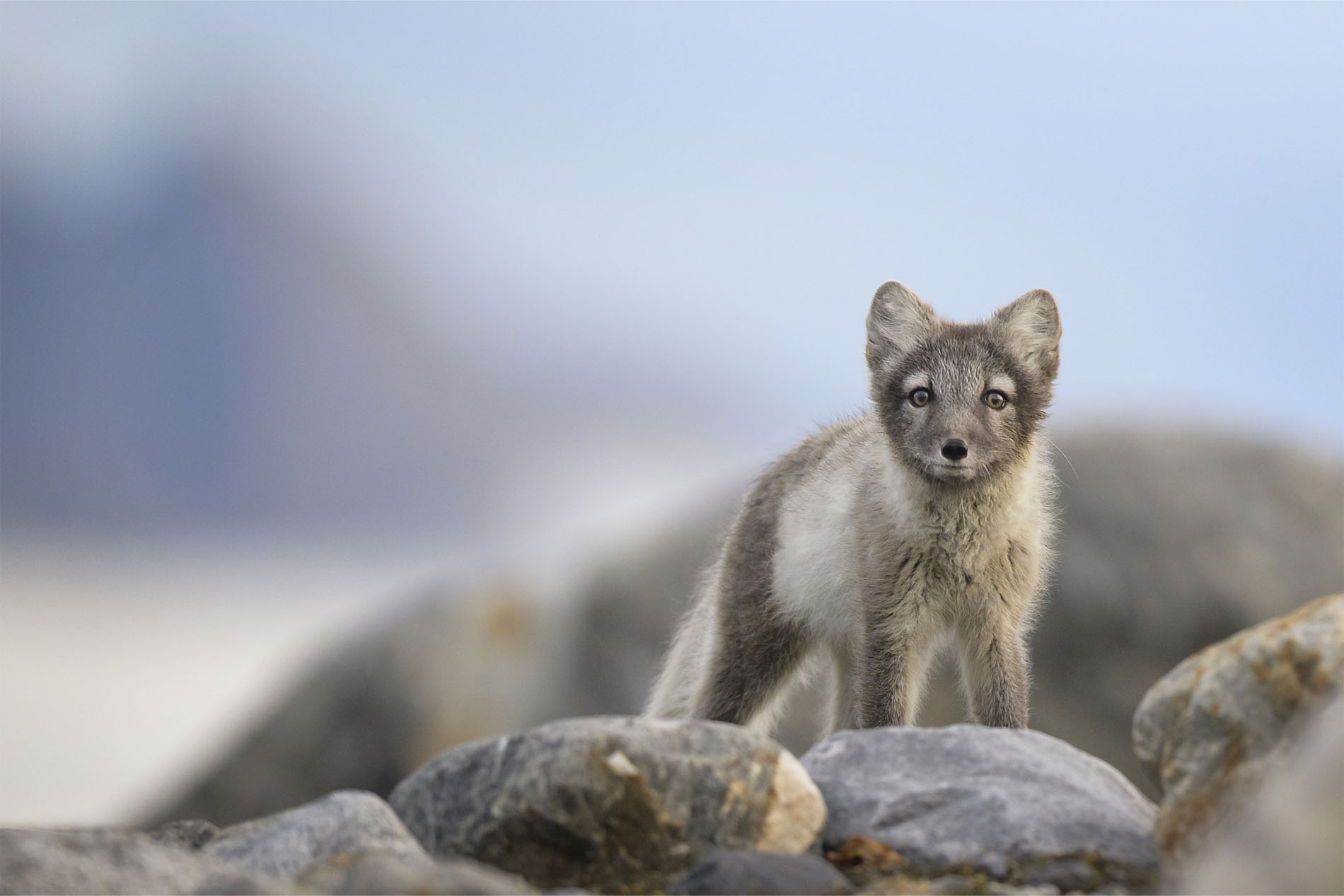 Portrait Of Arctic Fox