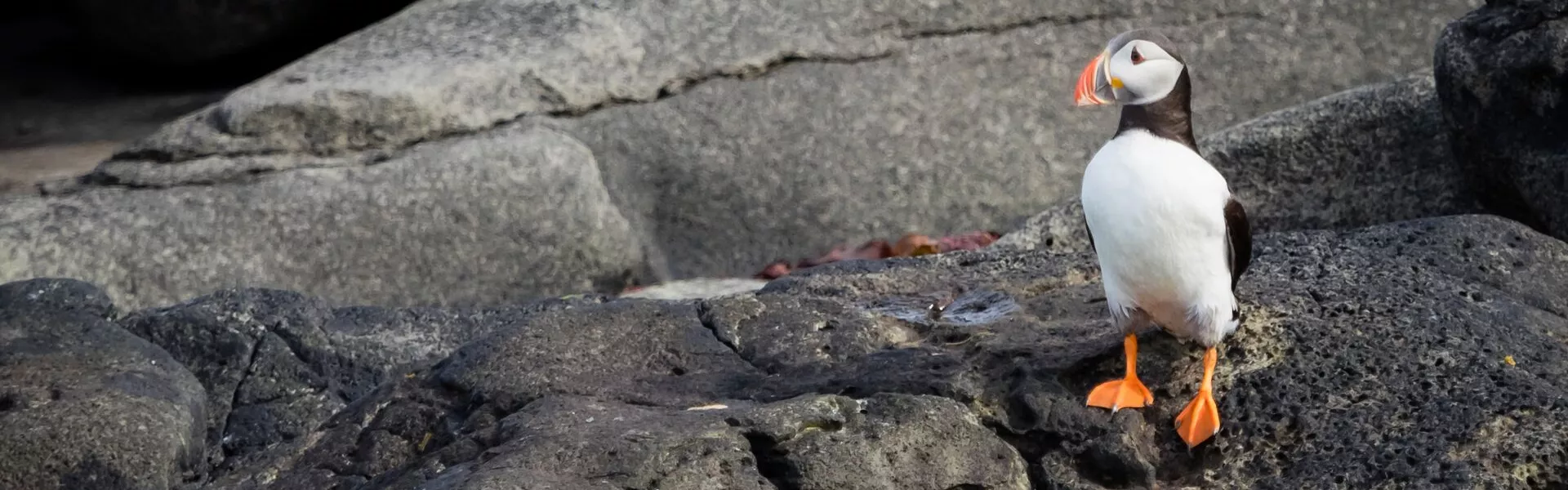 Puffin on a rock at the edge of the water