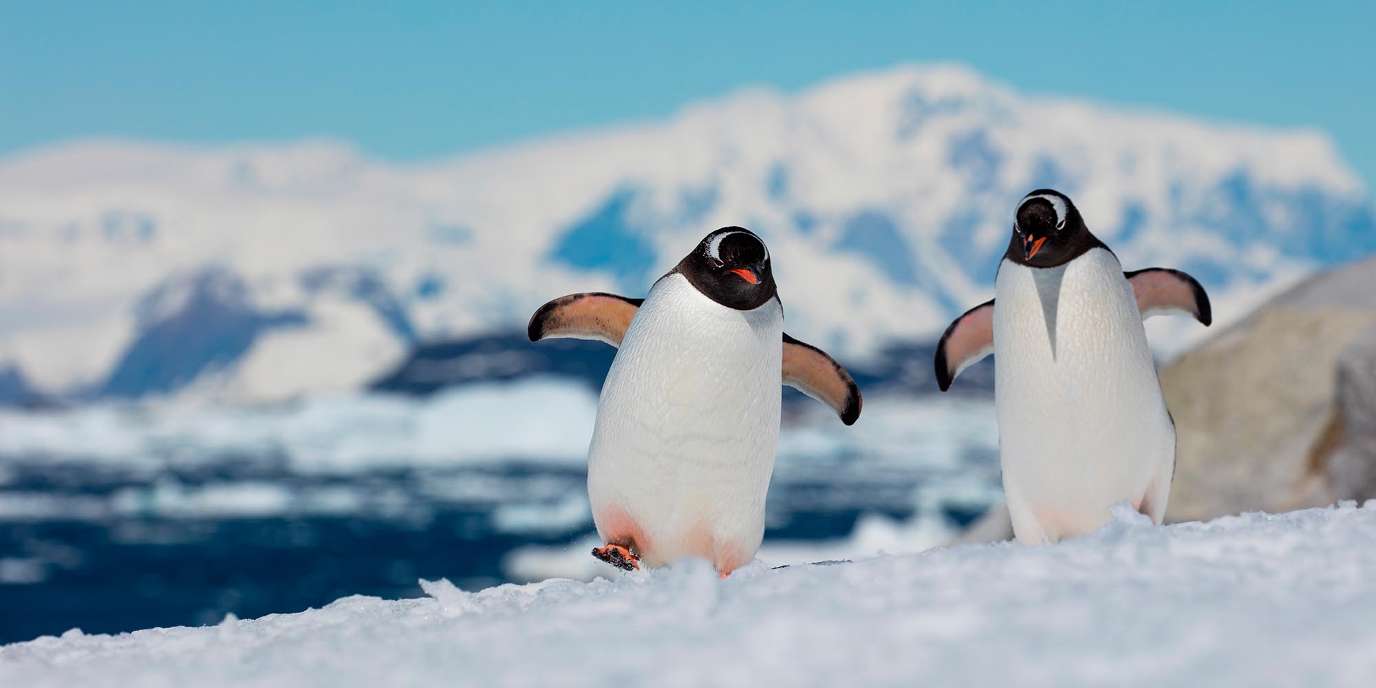 Penguins And Icebergs