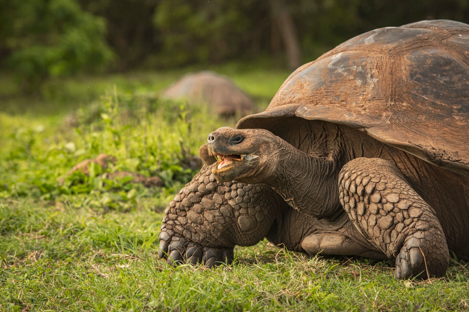Galapagos Tortoise mid chew