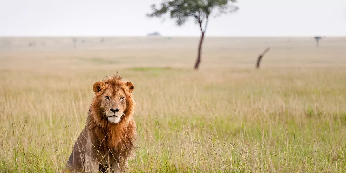 Lion in the grass