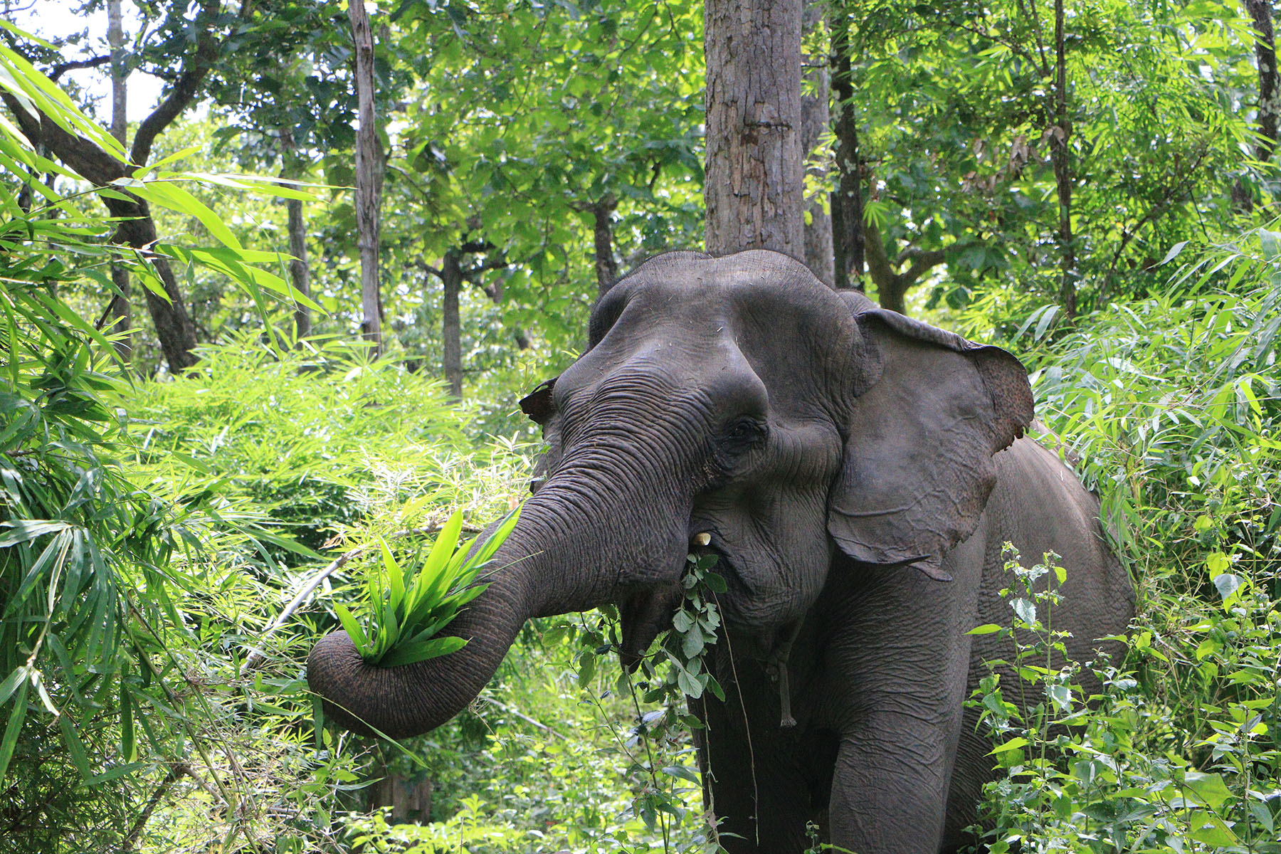 Yok Don Elephant Kham On - elephant eating foliage