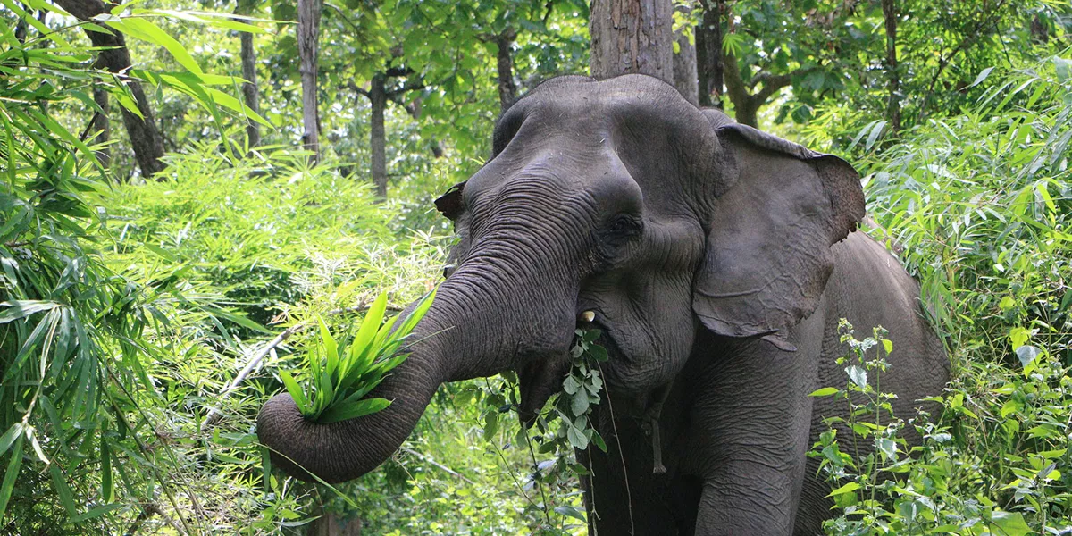 Yok Don Elephant Kham On - elephant eating foliage