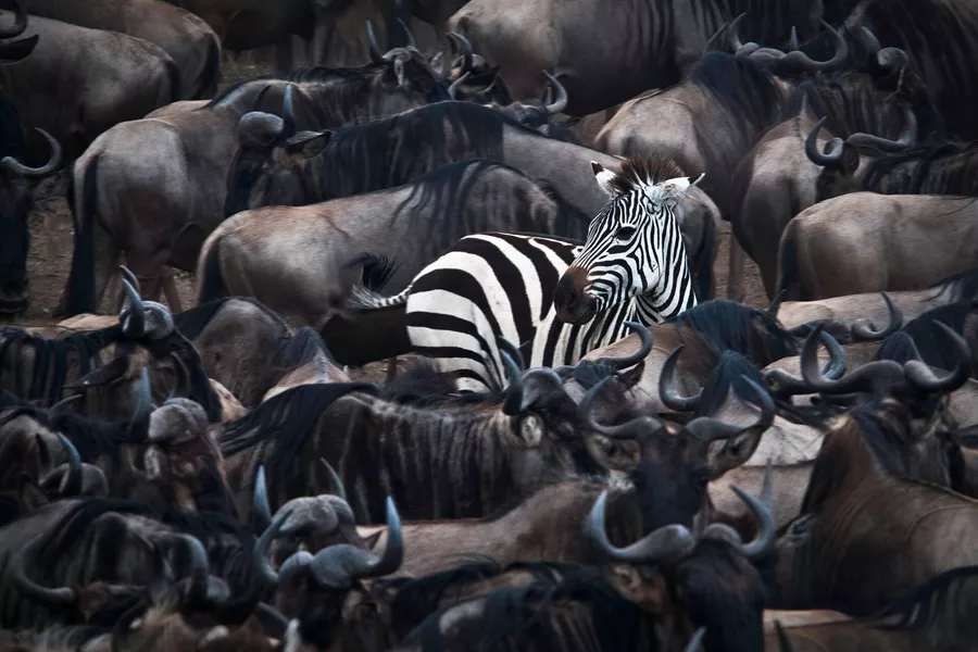 Zebra In The Midst Of Wildebeest