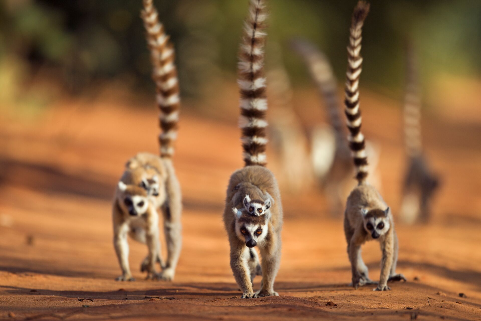 Ring Tailed Lemur Troop On The Move