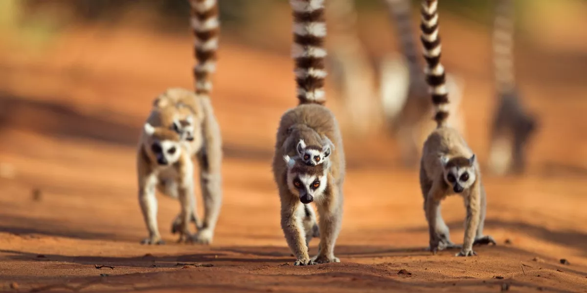 Ring Tailed Lemur Troop On The Move