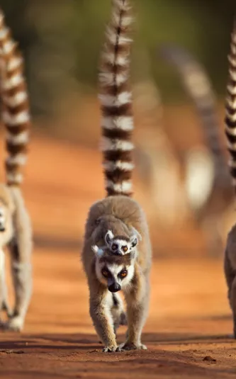 Ring Tailed Lemur Troop On The Move